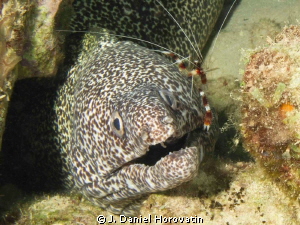 Banded shrimp cleaning spotted moray eel. by J. Daniel Horovatin 